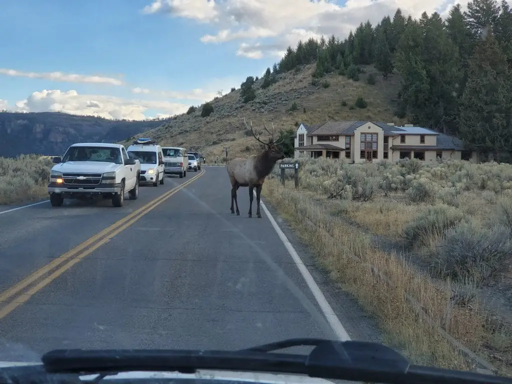 Elk in the road in Mammoth