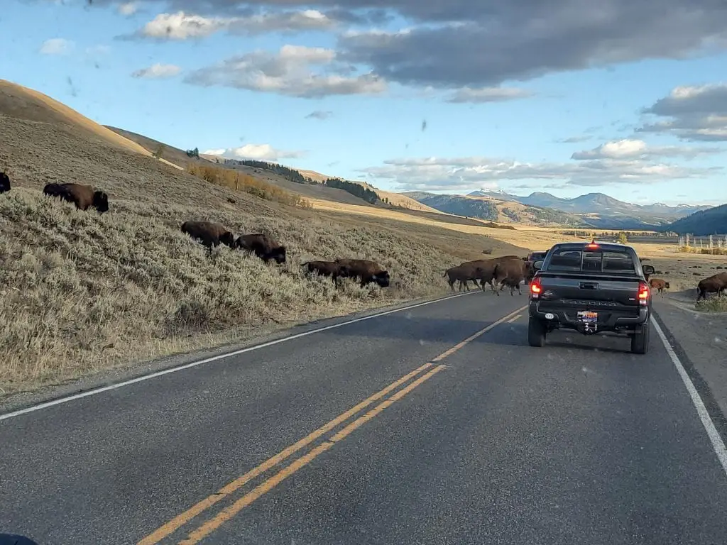 Bison crossing the road in Lamar Valley in Yellowstone