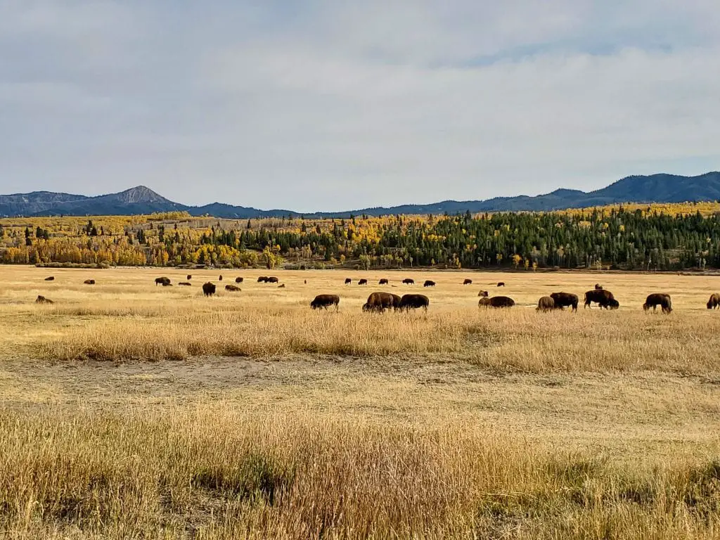 Bison at the Elk Ranch Flats turnout