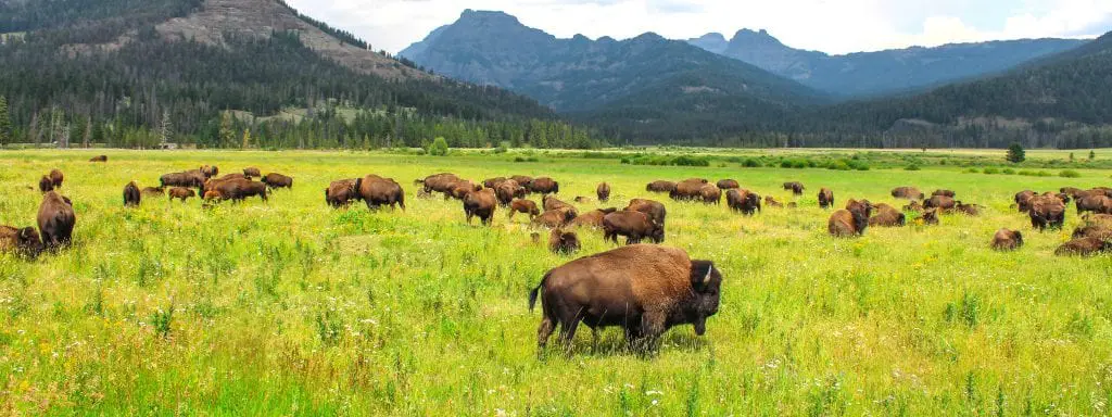 Bison in Hayden Valley