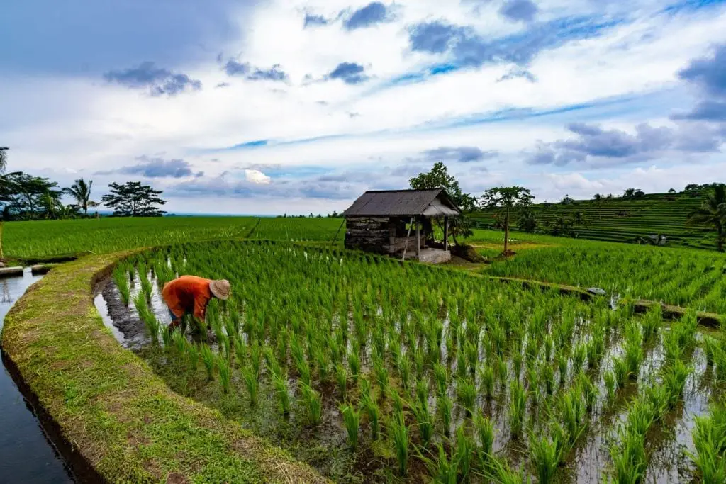 Jatiluwih Rice Terraces