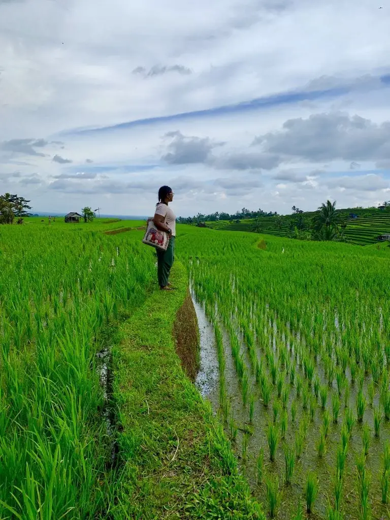 Rice Terraces in Bali