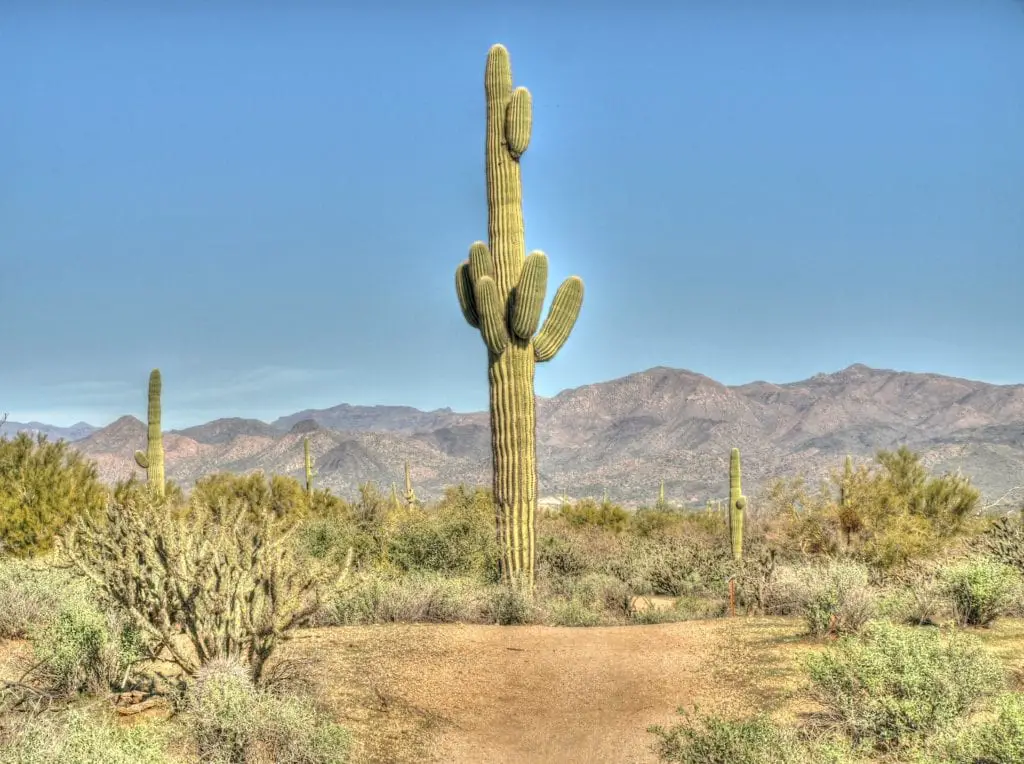 Saguaro National Park