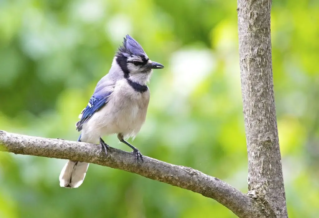 Birds in Hot Springs National Park