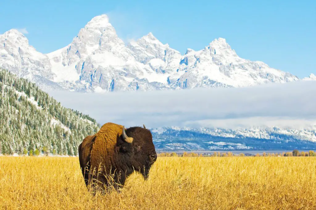 Bison in Grand Teton National Park