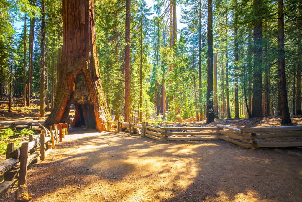 Yosemite's Sequoias