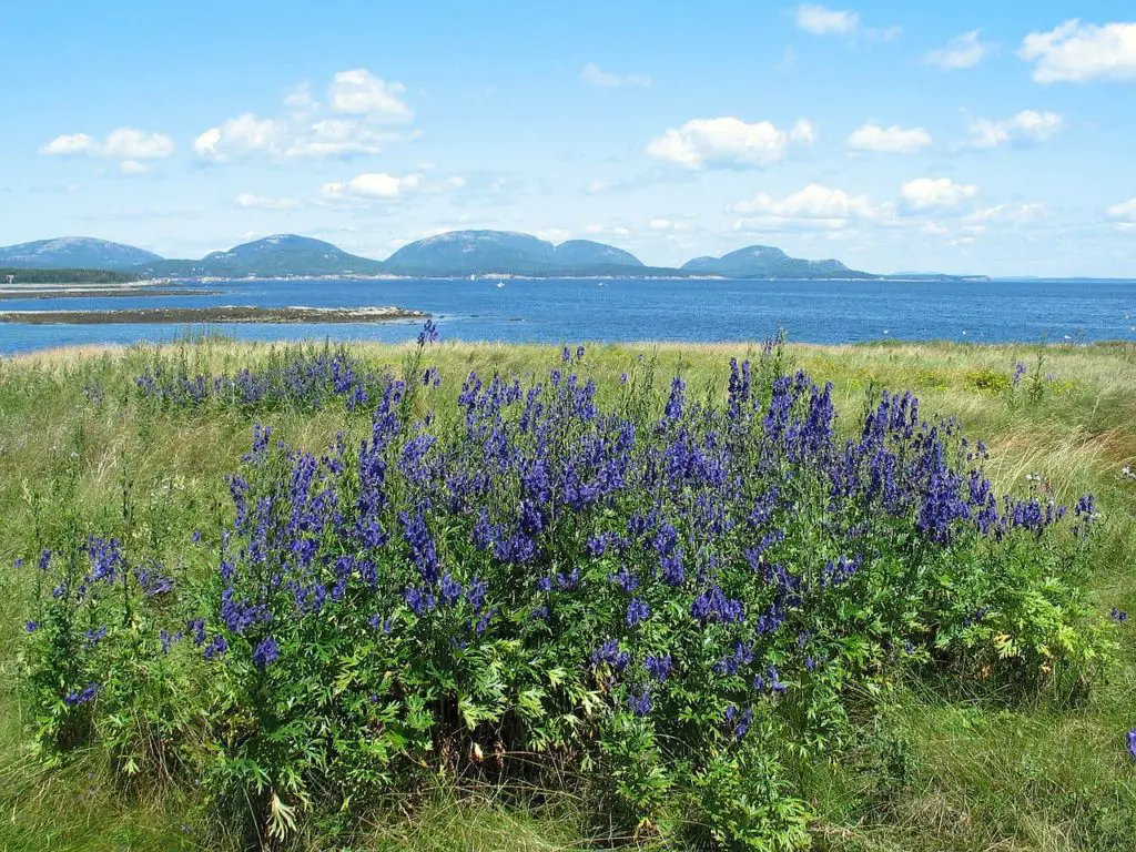 Visiting Acadia National Park In June