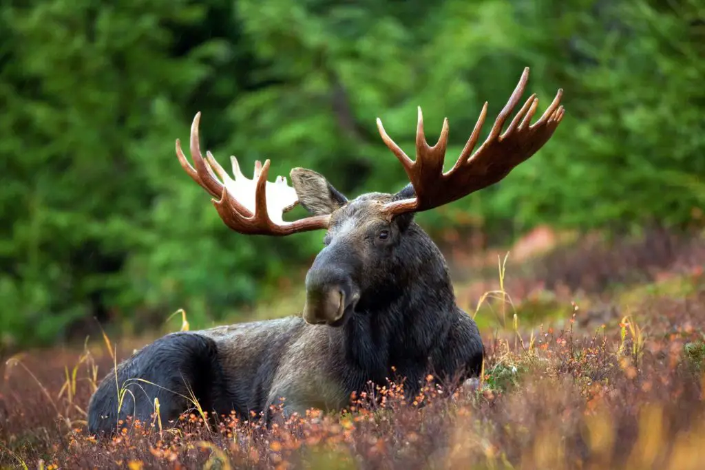 What Animals Can You See In Acadia National Park? | Grounded Life Travel