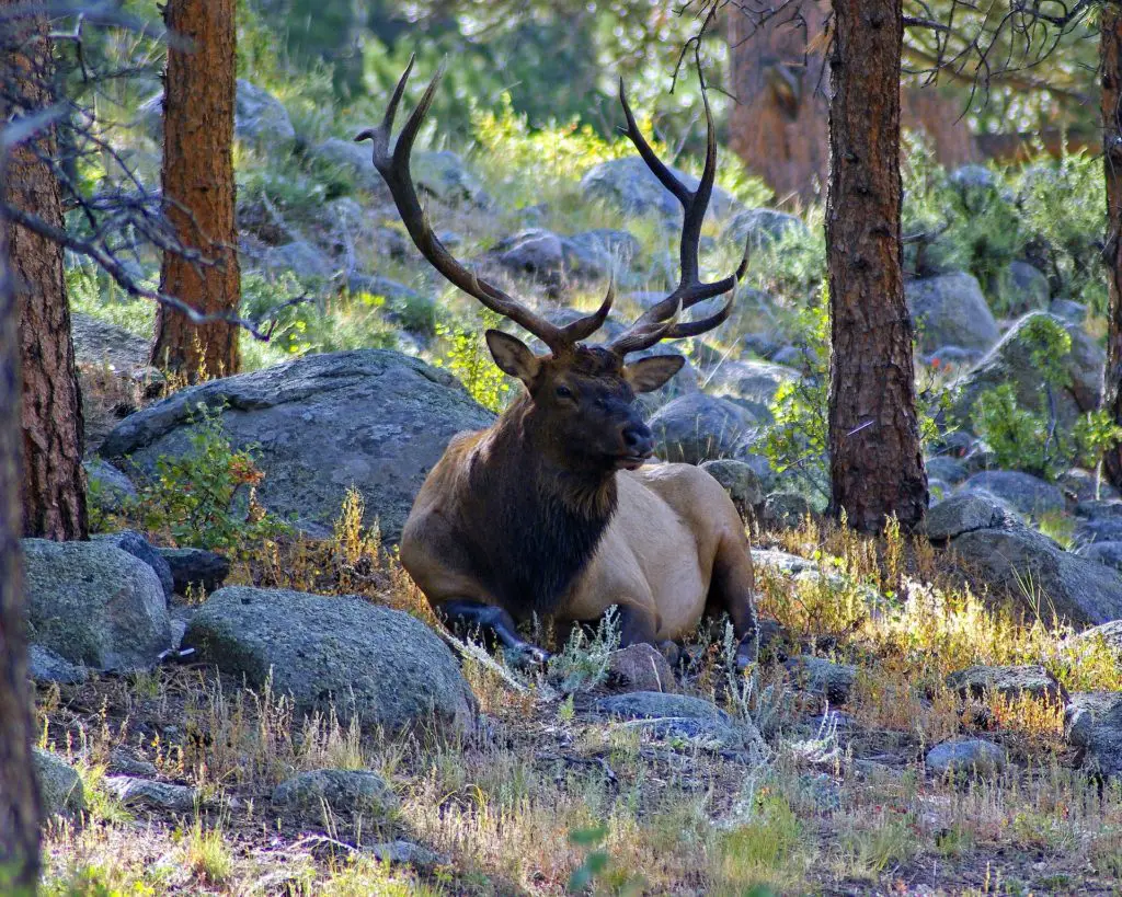 Best Things To See In Rocky Mountain National Park